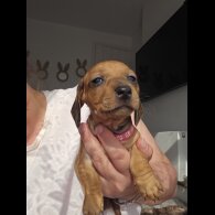 Dachshund (Standard &amp; Miniature) - Both