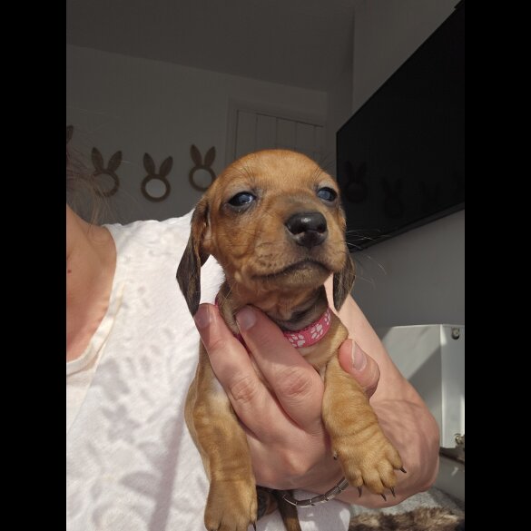 Dachshund (Standard &amp; Miniature) - Both