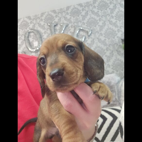 Dachshund (Standard &amp; Miniature) - Both