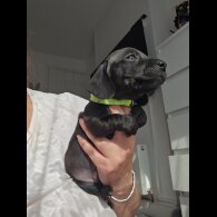 Dachshund (Standard &amp; Miniature) - Both