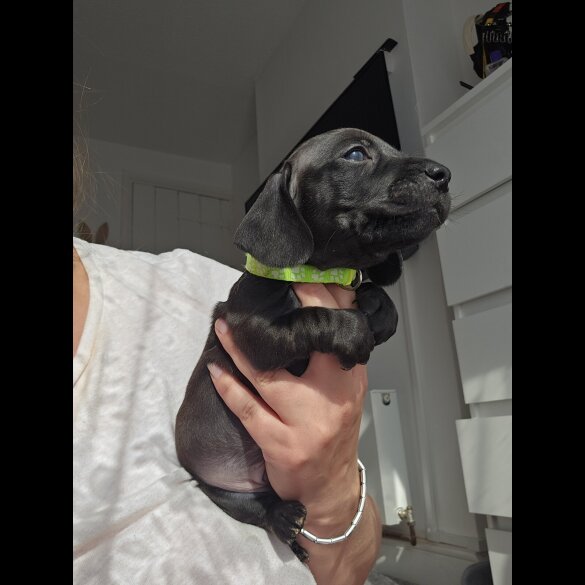 Dachshund (Standard &amp; Miniature) - Both
