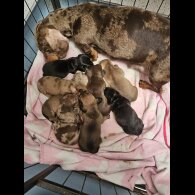 Dachshund (Standard &amp; Miniature) - Both