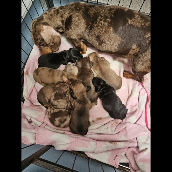 Dachshund (Standard &amp; Miniature) - Both