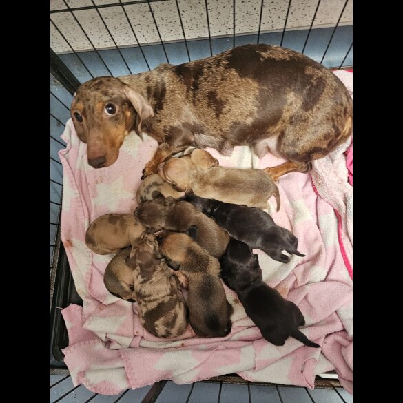 Dachshund (Standard &amp; Miniature) - Both