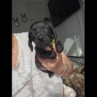 Dachshund (Standard &amp; Miniature) - Both