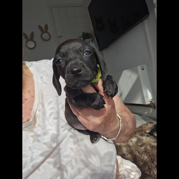 Dachshund (Standard &amp; Miniature) - Both