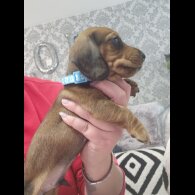 Dachshund (Standard &amp; Miniature) - Both
