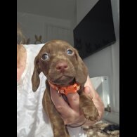 Dachshund (Standard &amp; Miniature) - Both