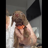 Dachshund (Standard &amp; Miniature) - Both