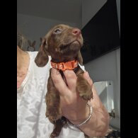 Dachshund (Standard &amp; Miniature) - Both