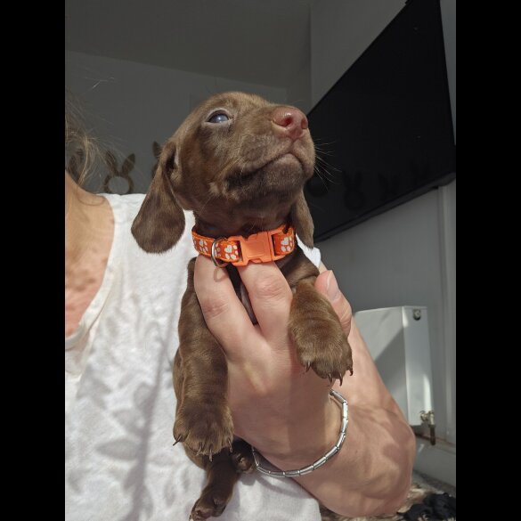 Dachshund (Standard &amp; Miniature) - Both