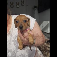 Dachshund (Standard &amp; Miniature) - Both
