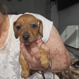 Dachshund (Standard &amp; Miniature) - Both