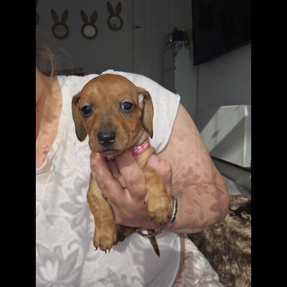 Dachshund (Standard &amp; Miniature) - Both