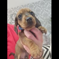 Dachshund (Standard &amp; Miniature) - Both