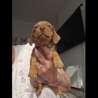 Dachshund (Standard &amp; Miniature) - Both