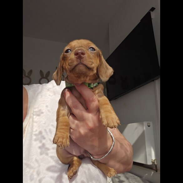 Dachshund (Standard &amp; Miniature) - Both