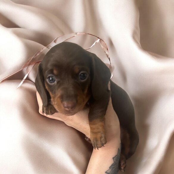 Dachshund (Standard &amp; Miniature) - Both