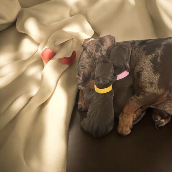 Dachshund (Standard &amp; Miniature) - Both