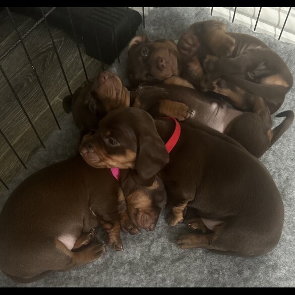 Dachshund (Standard &amp; Miniature) - Both