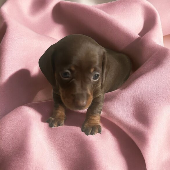 Dachshund (Standard &amp; Miniature) - Both
