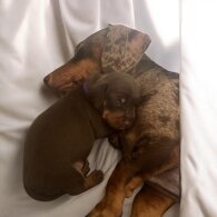 Dachshund (Standard &amp; Miniature) - Both