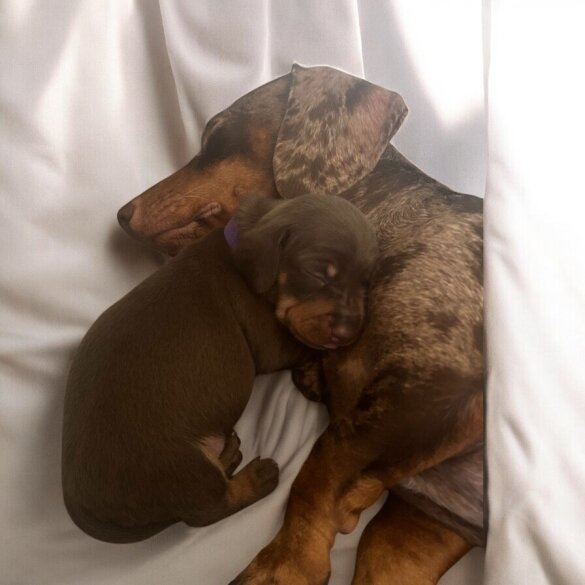 Dachshund (Standard &amp; Miniature) - Both