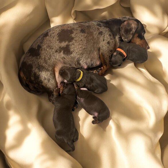 Dachshund (Standard &amp; Miniature) - Both