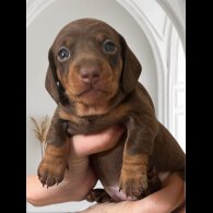 Dachshund (Standard &amp; Miniature) - Both