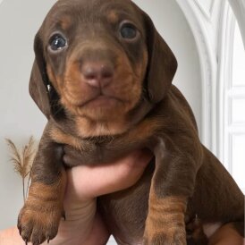 Dachshund (Standard &amp; Miniature) - Both