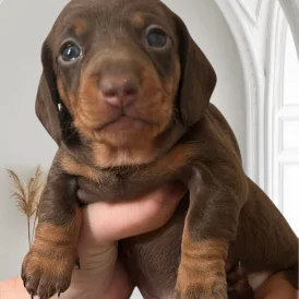 Dachshund (Standard &amp; Miniature) - Both