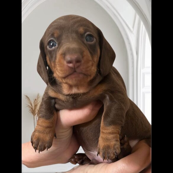 Dachshund (Standard &amp; Miniature) - Both