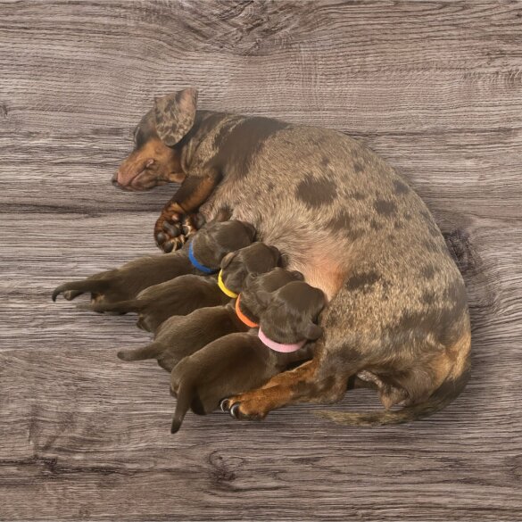 Dachshund (Standard &amp; Miniature) - Both