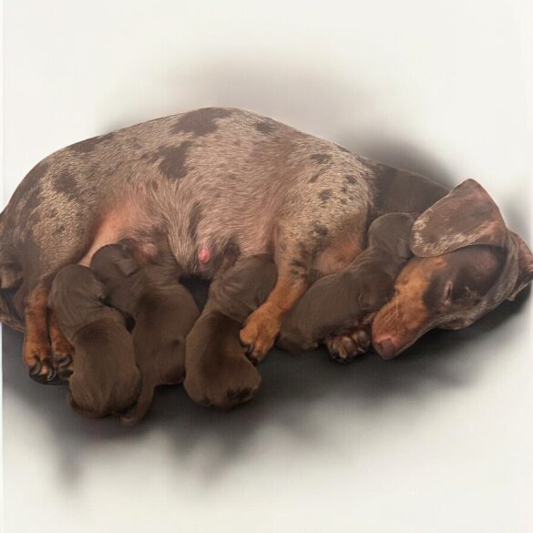 Dachshund (Standard &amp; Miniature) - Both