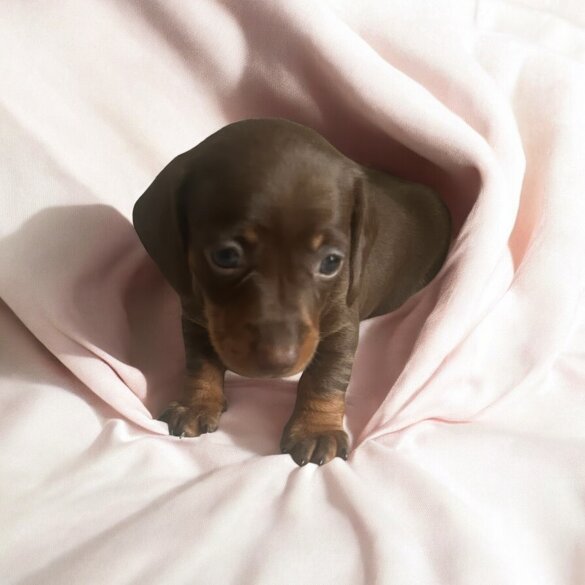 Dachshund (Standard &amp; Miniature) - Both