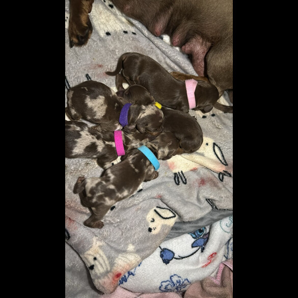 Dachshund (Standard &amp; Miniature) - Both