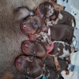 Dachshund (Standard &amp; Miniature) - Both