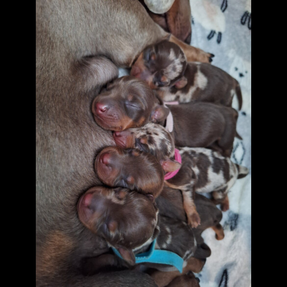 Dachshund (Standard &amp; Miniature) - Both