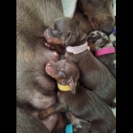 Dachshund (Standard &amp; Miniature) - Both