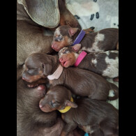 Dachshund (Standard &amp; Miniature) - Both