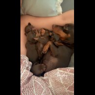 Dachshund (Standard &amp; Miniature) - Both