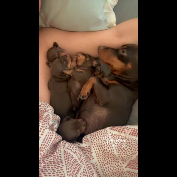 Dachshund (Standard &amp; Miniature) - Both