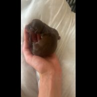 Dachshund (Standard &amp; Miniature) - Both