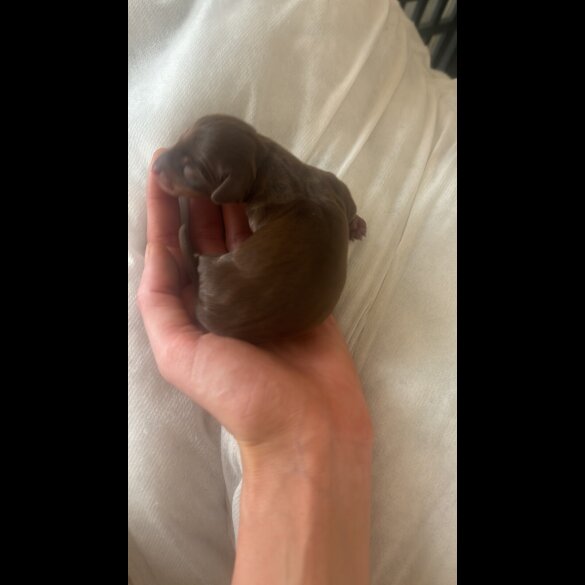 Dachshund (Standard &amp; Miniature) - Both