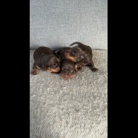 Dachshund (Standard &amp; Miniature) - Both