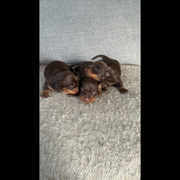 Dachshund (Standard &amp; Miniature) - Both