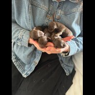 Dachshund (Standard &amp; Miniature) - Both