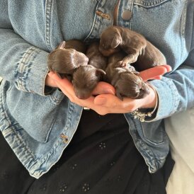 Dachshund (Standard &amp; Miniature) - Both