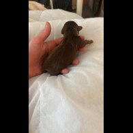 Dachshund (Standard &amp; Miniature) - Both
