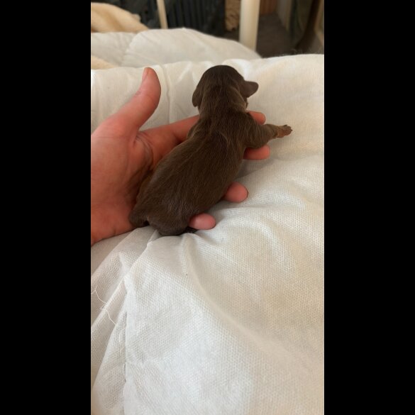 Dachshund (Standard &amp; Miniature) - Both